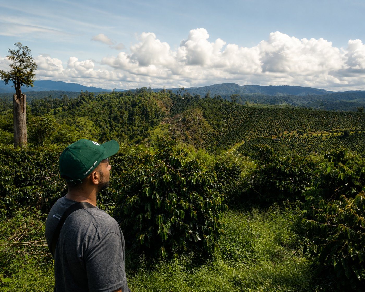 Gayo Wild's founder looking out over the coffee terraces and forest of the Gayo Highlands, Sumatra
