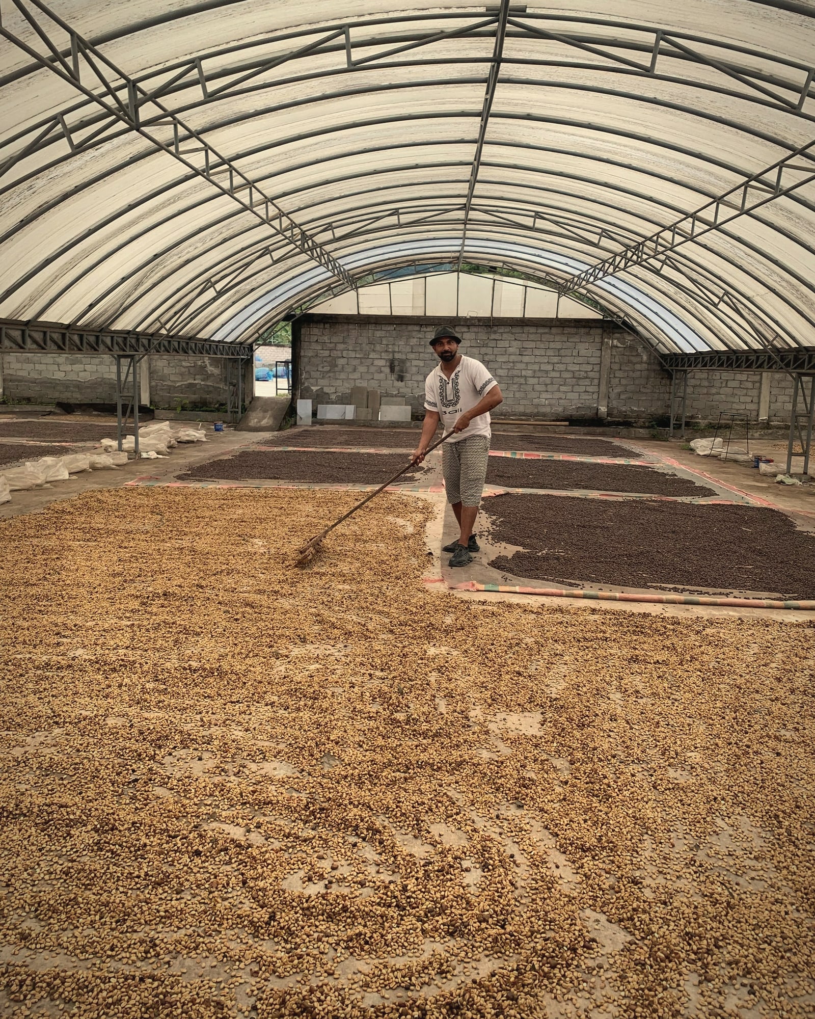 Gayo Wild's founder turning coffee under the canopy of a Gayo drying house, April 2025