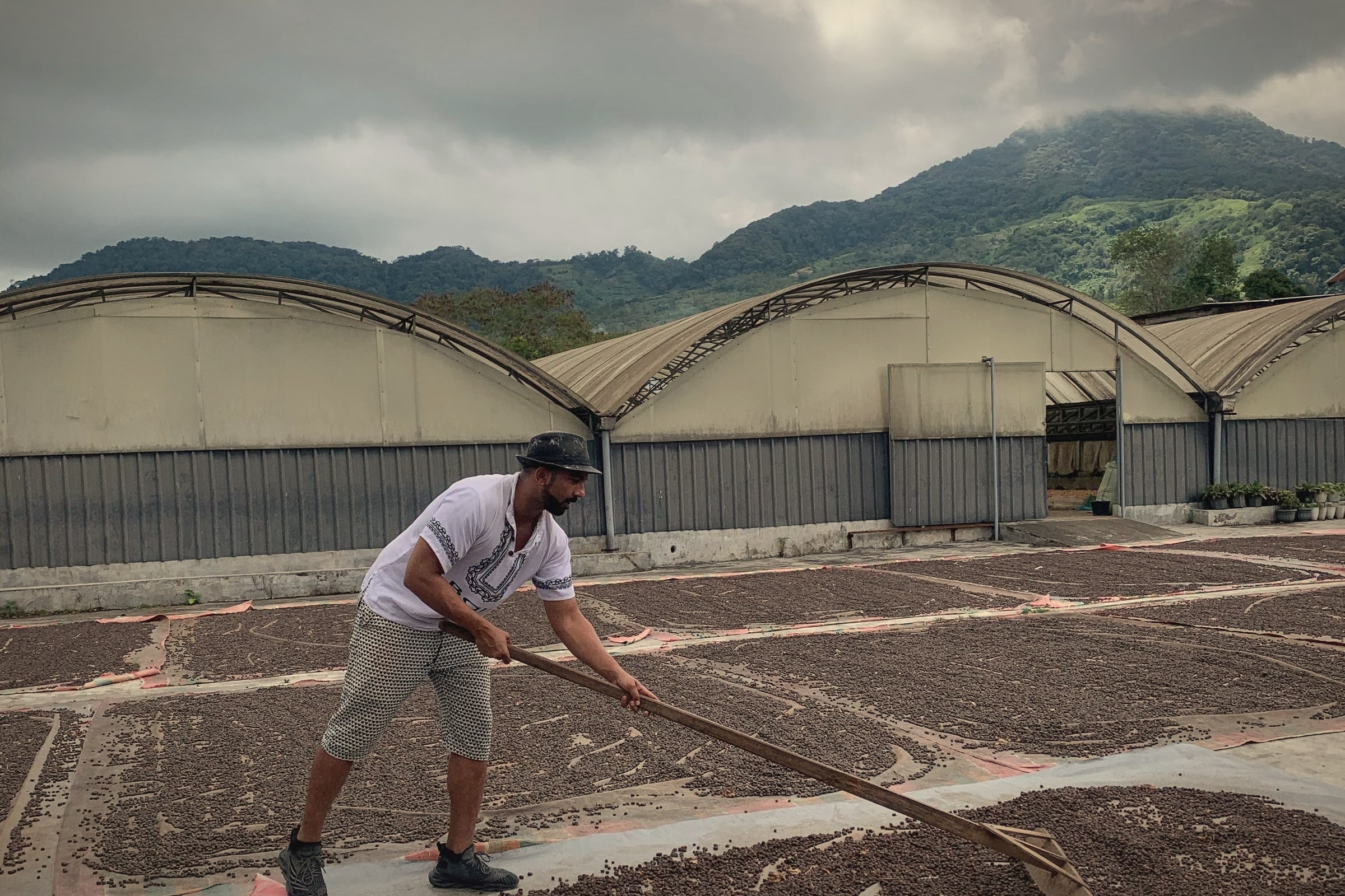 Gayo Wild's founder raking coffee cherries across the drying yard, with cloud over the mountains behind