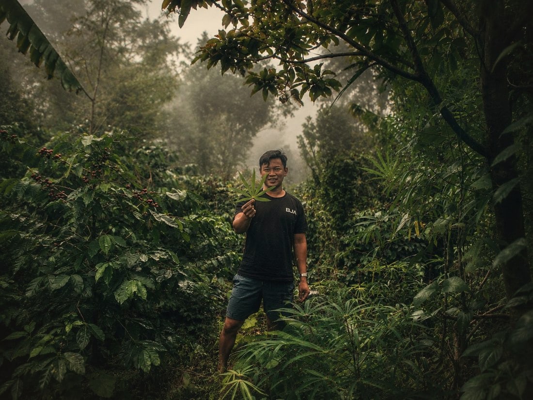 A Gayo collector among wild coffee at the jungle's edge