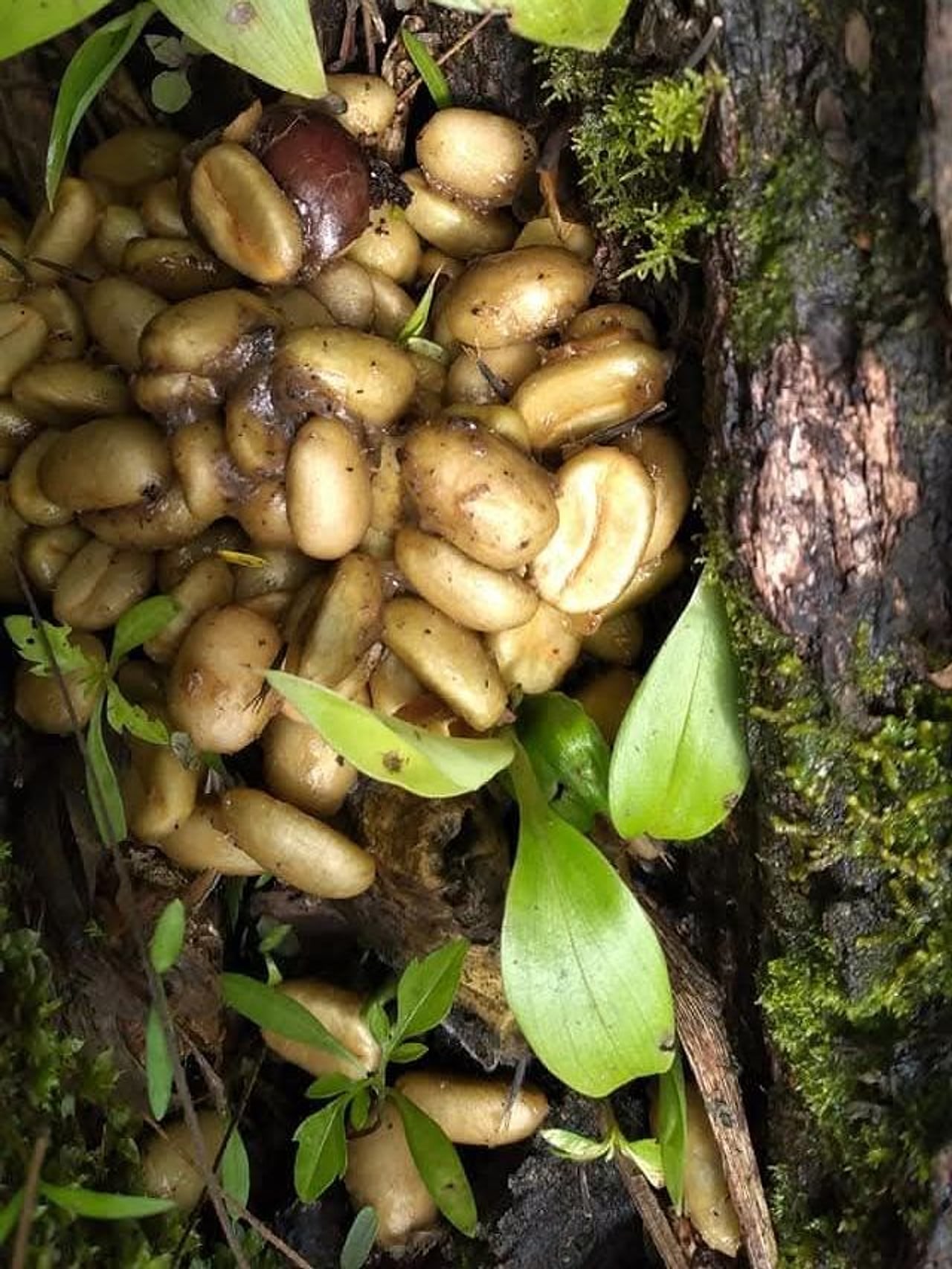 Wild Kopi Luwak as our collectors found it on the Gayo forest floor, among roots, moss and leaves