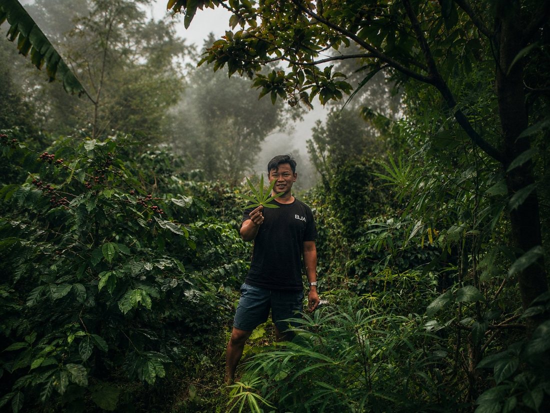 The forest edge in the Gayo Highlands where wild civets roam and raw kopi luwak is gathered